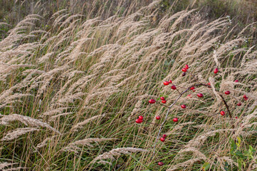 rosehip berries on a branch, close-up in dry grass, autumn illustration