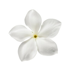 frangipani flower isolated on white