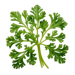 parsley isolated on white