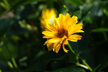 Yellow chrysanthemums in a close-up. The centres are dark, and the petals are yellow. Daytime, in sunlight.