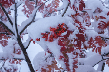 Snow covered rowan tree branch with red berries in winter forest.