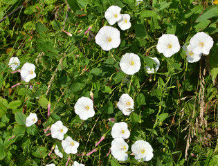 Convolvulus arvensis grows in the field