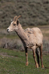 Rocky Mountain big horn sheep close up
