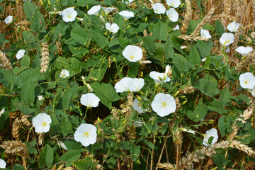 Convolvulus arvensis grows in the field
