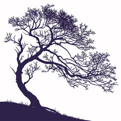 myers plum tree on white background 