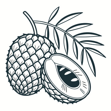 moriche palm fruit with leaf