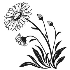 everlasting daisy with leaves