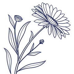 everlasting daisy with leaves