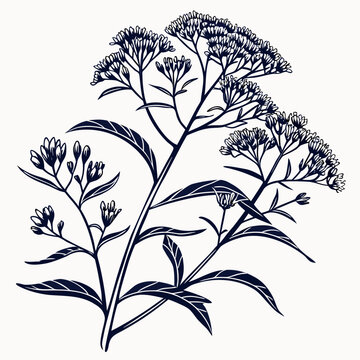 black and white eupatorium coelestinum