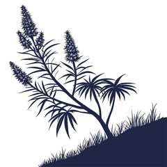 echium webbii vector