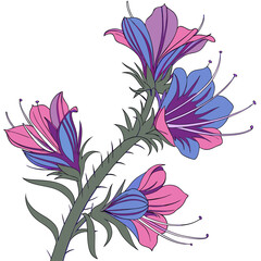 echium webbii vector