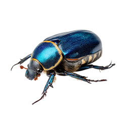Iridescent Blue Beetle Exhibiting Striking Coloration and Detailed Morphology Against a White Backdrop