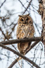Long-eared owl (Asio otus), looking forward with wide opened eyes