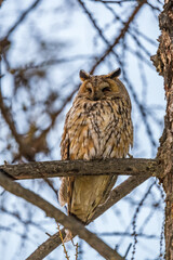 Long-eared owl (Asio otus), looking forward with wide opened eyes