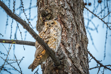 Long-eared owl (Asio otus), looking forward with wide opened eyes
