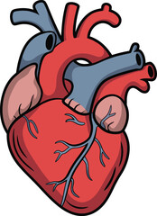 Human Heart Organ Anatomy Biology Medical Health Healthcare Cardiovascular System Graphic