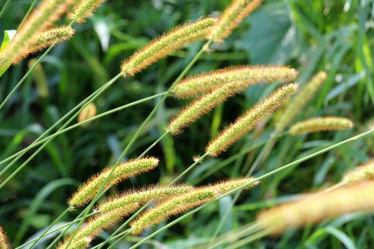 Setaria grows in the field.