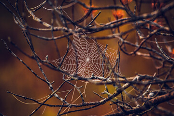 spider web with dew drops