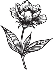 Black and White Illustration of a Flower with Detailed Petals and Leaves on White Background bloom blossom white background and transparent background