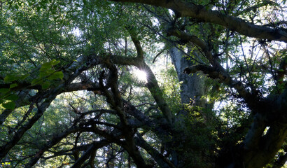 Moody forest with dark branch trees and sun rays illuminating.