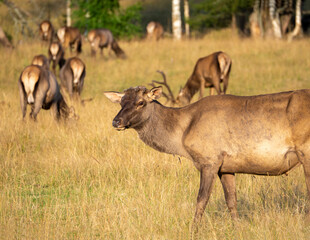 Fototapeta premium Close-up of a male red deer with cut off antlers. A herd of red deer graze not far from him.