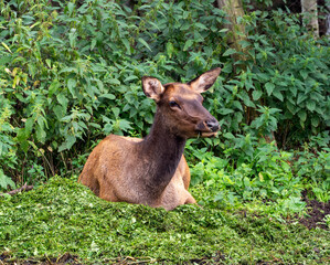 A young female deer rests on freshly cut grass. The deer is calm. Breeding red deer.