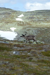 Domesticated reindeer at Bjøbergnøse near Hemsedal, Norway. Rangifer tarandus. © Zuzana