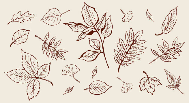 Collection of hand drawn autumn leaves and branches. Elegant botanical vector illustration set. Seasonal design elements. Fall drawings.