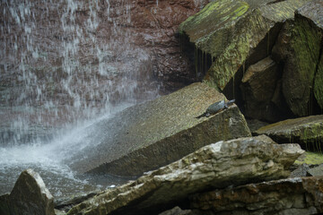 Naklejka premium Snapping turtle on wet rock at waterfall base with splashing water, moss-covered stones, and shallow depth of field