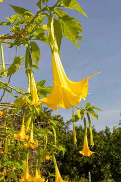 Flor de Floripondio o Trompeta de &Aacute;ngel, cuyo nombre cient&iacute;fico es Brugmansia. 