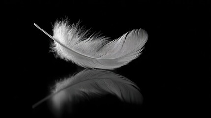 Obraz premium Elegant white feather floating on black background with reflection
