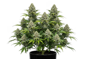 Cannabis sativa plant in pot isolated on transparent background