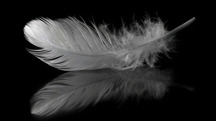Obraz premium Elegant white feather with reflection on dark background