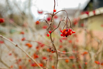 Close-up of vibrant red berries on a bare branch, set against a softly blurred background. The rich color and shallow depth of field create a striking, minimalist autumn composition.