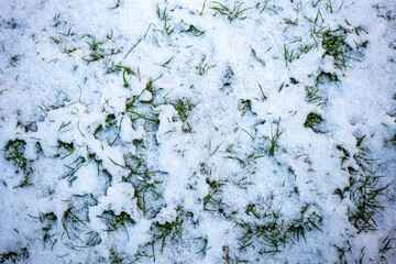 Patch of ground with fresh snow lightly covering green grass. The uneven layer reveals seasonal transition, blending winter’s chill with autumn’s lingering warmth and texture.