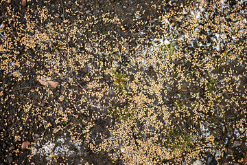 Close-up of moist soil scattered with light brown seeds and patches of green moss. Natural textures and earthy tones highlight early growth and ecological interaction on the forest floor.
Keywords (up