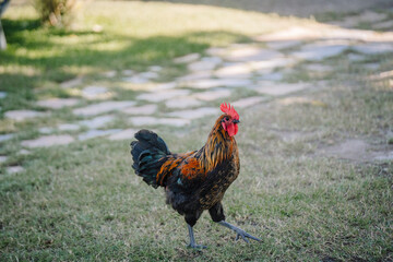 A colorful rooster with vibrant red comb and dark, iridescent feathers walking confidently on a grassy lawn with a stone path in the background.