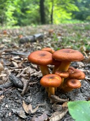 mushrooms in the forest