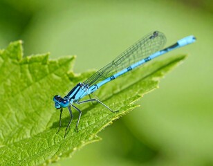 Vibrant blue dragonfly perched on a vibrant green leaf