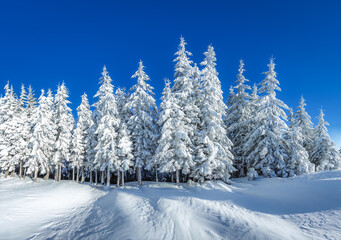 Winter forest photography on sunny day. Lawn covered with snow. Pine tree in the snowdrifts. Snowy background. Nature scenery. Location place the Carpathian Mountains, Ukraine, Europe.