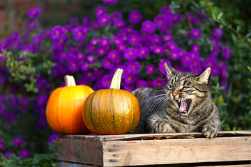 Cute tabby short hair cat yawns and makes a funny face. Cat relaxes on a wooden box with pumpkins. Autumn ambiance in a blooming garden