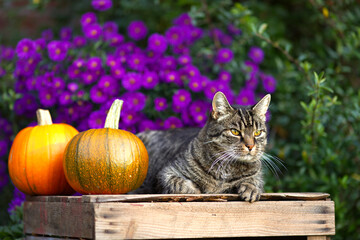 Cute tabby short hair cat looks attentively to the right. Cat relaxes on a wooden box filled with pumpkins. Autumn ambiance in a blooming garden