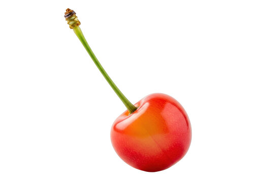 Rainier cherry close up studio shot isolated on transparent background