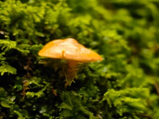 Fototapeta premium Small Mushroom between moss in the Autumn woods