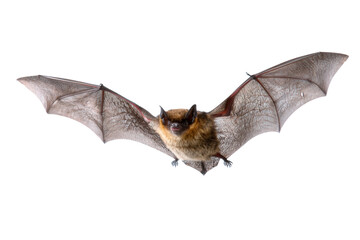 Fototapeta premium Flying brown bat with wings spread isolated on white background a nocturnal mammal