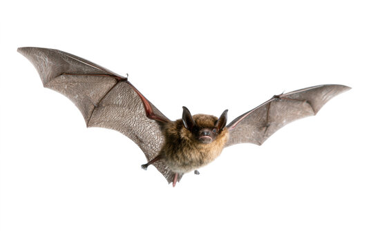 Flying brown bat with wings spread isolated on a white background showcasing wildlife and nature