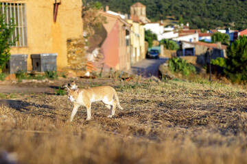 Colonia felina, Gatos
