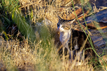 Colonia felina, Gatos
