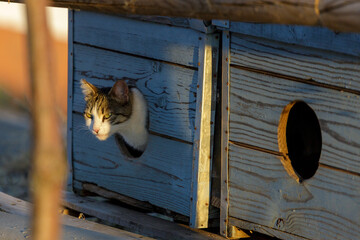 Colonia felina, Gatos
