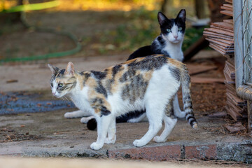 Fototapeta premium Colonia felina, Gatos 